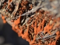 Dried Slime Mold