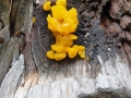 Witches Butter, Jelly Fungus