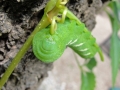 Pandorus Sphinx Moth Caterpillar
