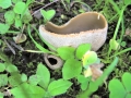 type of Cup Fungus