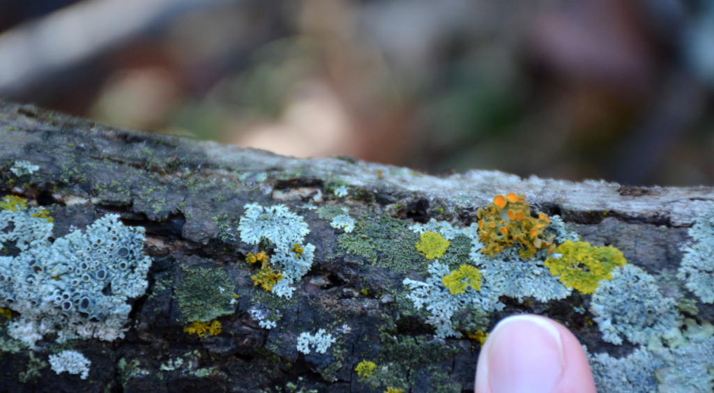 Orange Cup Lichen and others