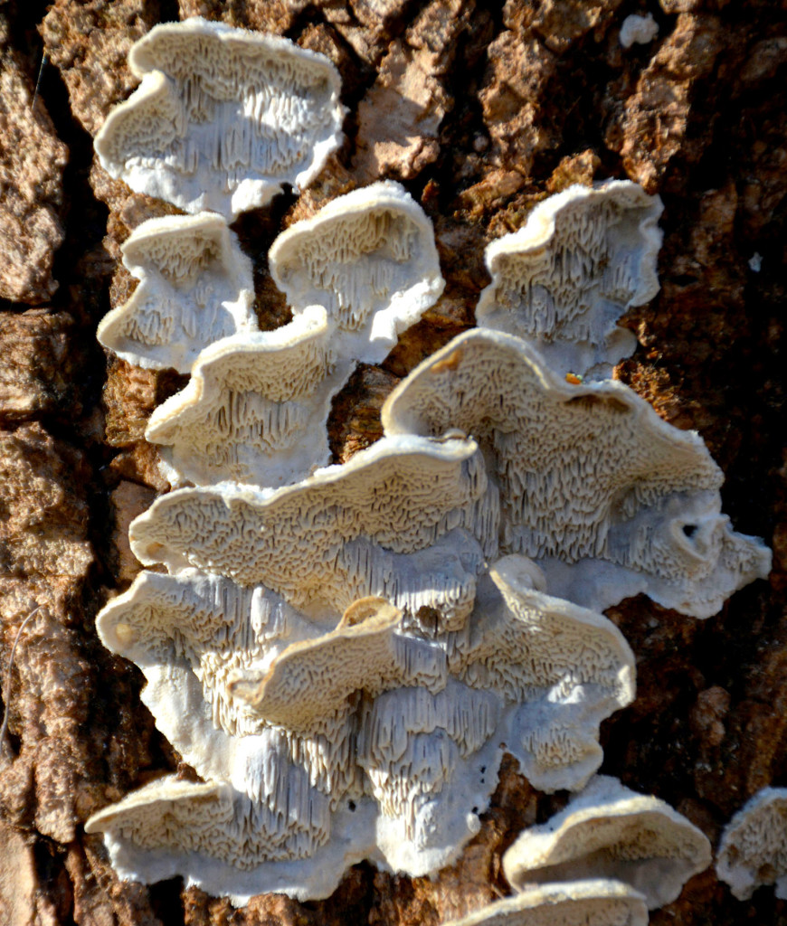 ToothedPolypore1