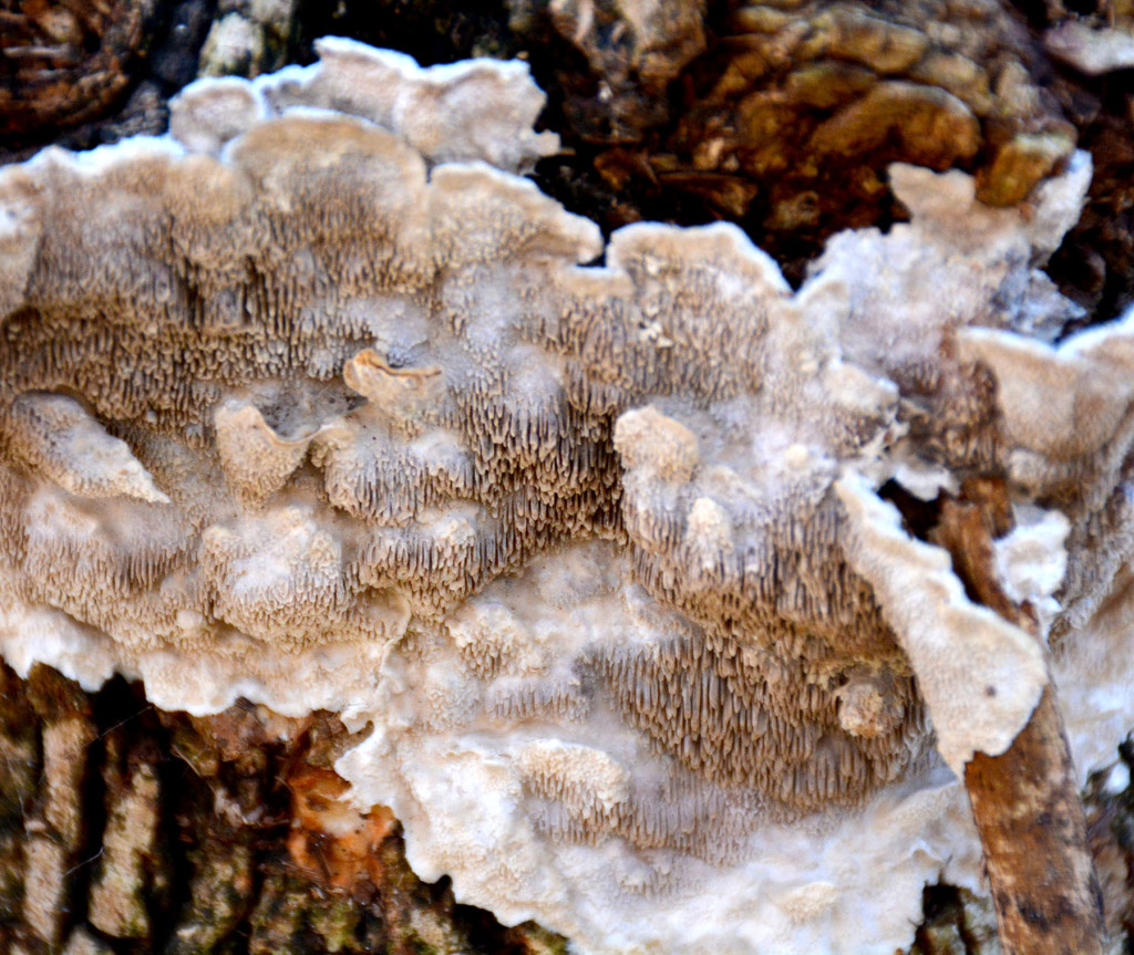 toothedPolypore2