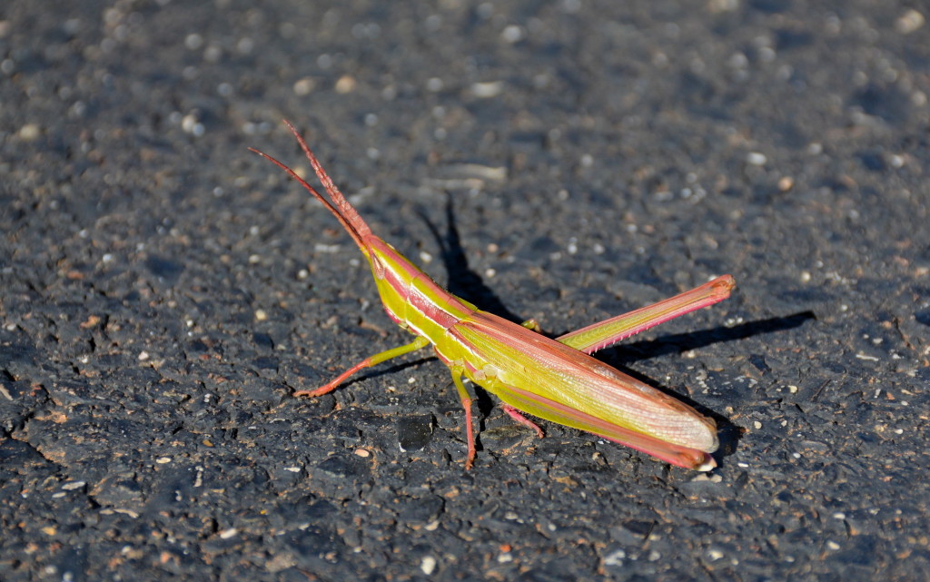 Green Slant-faced Grasshopper