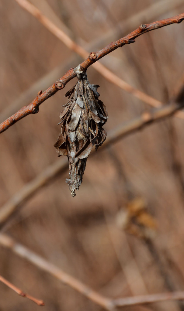 WillowBagWorm