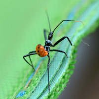 Wheel Bug nymph, Arilus cristatus, Assassin bug