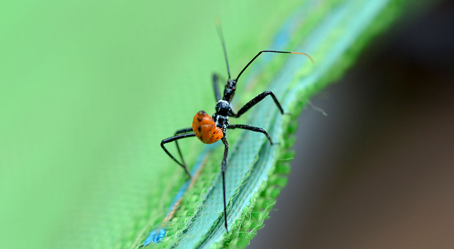 Wheel Bug nymph, Arilus cristatus, Assassin bug