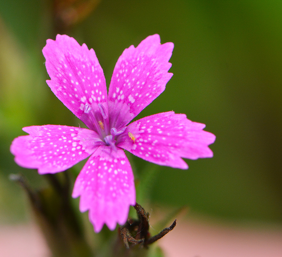 Pink Pretty Flower Pictures : 45 Pretty Flowers in the World with the ...