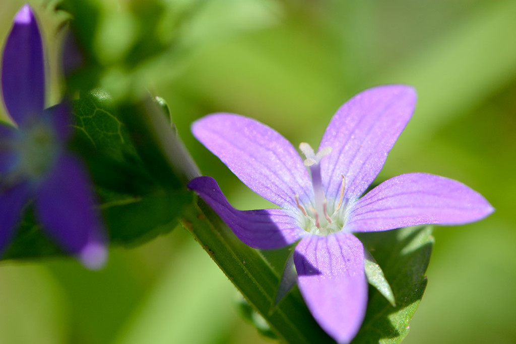 Purpleflower