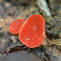 Scarlet Elf Cup Fungus