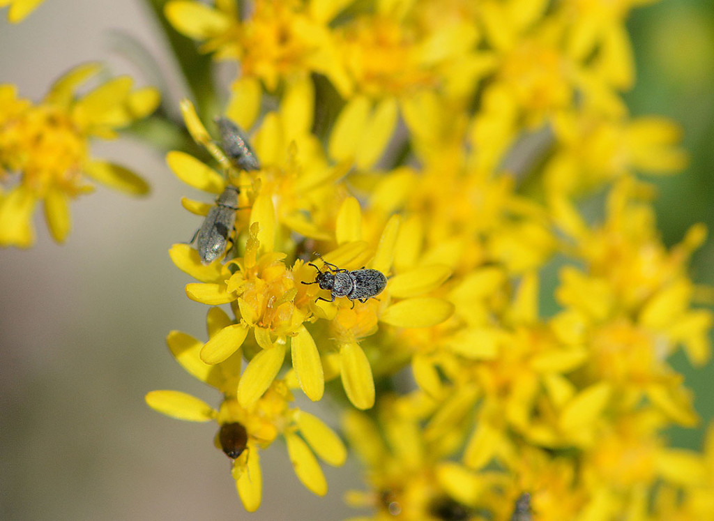 yellow_beetle
