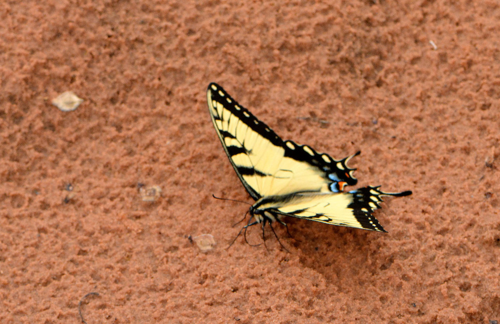 TigerSwallowtail