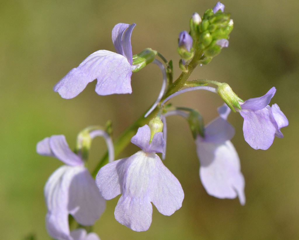 toadflax2