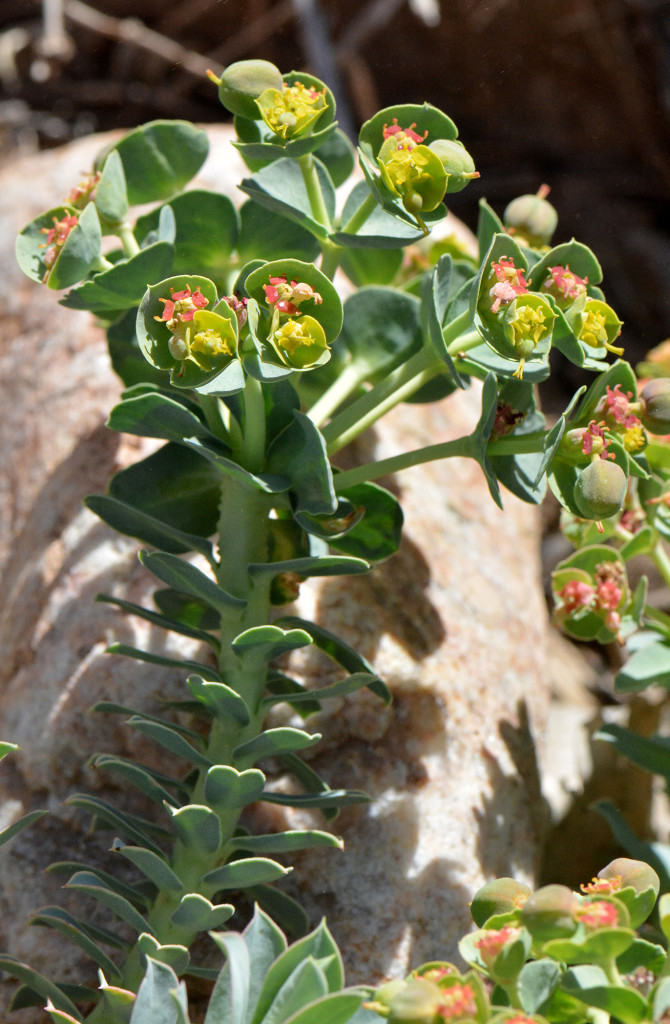 Euphorbia_Structure