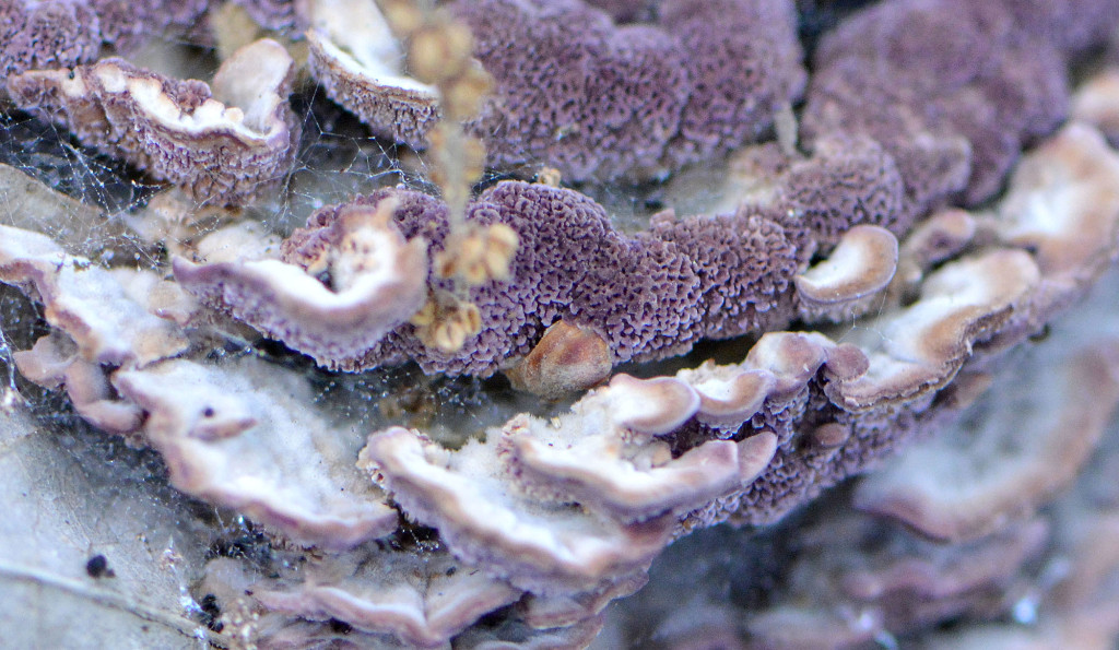Violet Toothed Polypore3