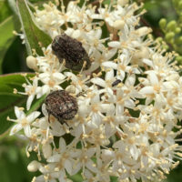 Dark Flower Scarab Beetle