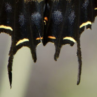 Two-tailed swallowtail detail